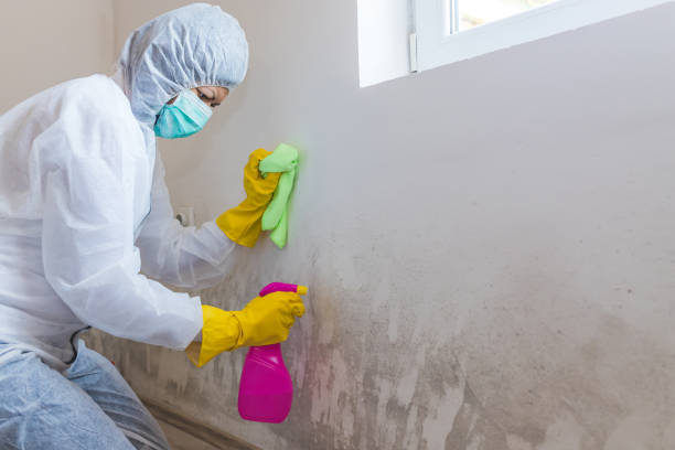 Best Asbestos and Lead Testing During Mold Inspection in Berlin, OH