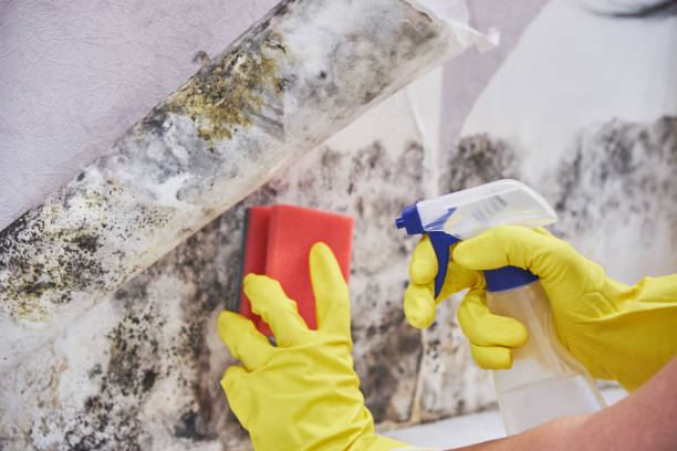 Best Air Quality Testing for Mold Spores in Berlin, OH